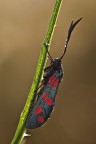 Zygaena filipendulae Zygaena filipendulae