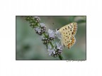 Butterfly Butterfly