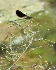 Calopteryx Haemorroidalis in attesa del pranzo