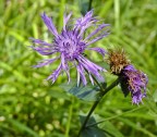 Fiore Fiore