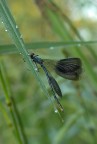 Calopteryx maschio Calopteryx maschio