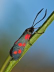 Sempre Zygaena filipendulae Sempre Zygaena filipendulae
