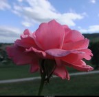 Pink Rose
