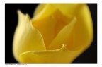 Rosa gialla 2 Rosa gialla 2