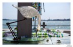 Airone a Murano