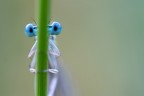 Blu eyes Blu eyes