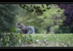 .....Squirrel..... .....Squirrel.....