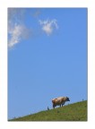 al pascolo al pascolo