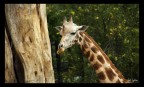 Giraffa #1 Giraffa #1