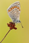Polyommatus icarus Polyommatus icarus