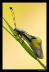 ...Ascalaphidae Lbelloides coccajus... ...Ascalaphidae Lbelloides coccajus...