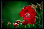 Rosa Rosa