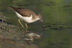 piro piro piccolo - Actitis hypoleucos