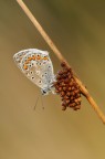 Polyommatus Icarus