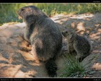Cucciolo di Marmotta + Mamma # 3 Cucciolo di Marmotta + Mamma # 3