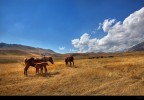 Natura #92 Natura #92