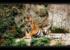 tigre #2 tigre #2