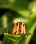Cavalletta allegra Cavalletta allegra