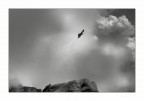 Alpine chough 2 Alpine chough 2