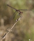 Sympetrum striolatum