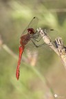 Maschietto di S. striolatum