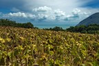 Un'altra estate si sta allontanando Un'altra estate si sta allontanando