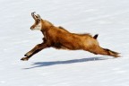 Camoscio su neve Camoscio su neve
