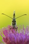 frontale di melanargia galathea.. frontale di melanargia galathea..