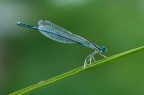 Damigella azzurrina Damigella azzurrina