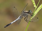 libellula blu.. libellula blu..