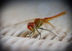 Libellula Libellula