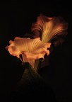 omaggio a Georgia O'Keeffe omaggio a Georgia O'Keeffe