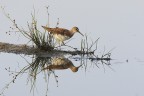 piro piro piccolo riflesso piro piro piccolo riflesso