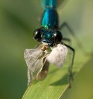 Nikon D90 + Tamron 90 f2,8 + tripode + remoto 
F 14 1/200 ISO 250

Foto HR: http://lh3.ggpht.com/__QciaCaXYGQ/TIPPrxoUFwI/AAAAAAAAA7c/mSJHv2I1xgk/DSC_0303.jpg

Ecco il primo piano di una Calopteryx Splendens mentre mangia.

Critiche e consigli ben accetti.