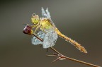 libellula libellula