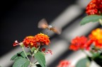L'insetto e il fiore L'insetto e il fiore