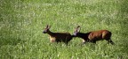 Capriolo #2 - Inseguimento Capriolo #2 - Inseguimento