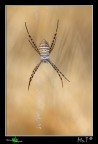...Argiope Trifasciato...