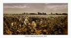 Gli ultimi girasoli Gli ultimi girasoli