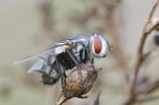 la mosca 2 la mosca 2