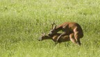 Capriolo #3 - Liscio Capriolo #3 - Liscio