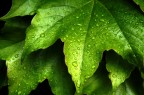 fiore02 fiore02
