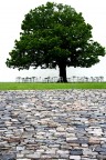 albero albero