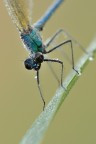 Calopteryx Splendens Calopteryx Splendens