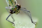 Calopteryx Splendens Calopteryx Splendens