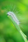 Hyphantria Cunea Hyphantria Cunea