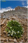 Cerastium latifolium Cerastium latifolium