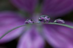 gocce di malva gocce di malva