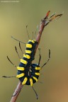 Acronicta Alni Acronicta Alni