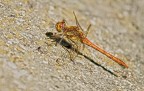 Libellula Libellula